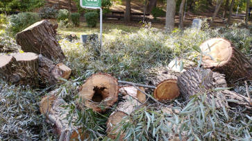 В мэрии Воронежа опровергли информацию о спиле здоровых деревьев в Центральном парке