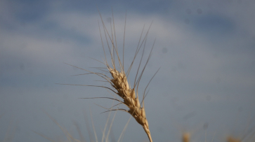 Воронежские аграрии собрали первый миллион тонн зерна