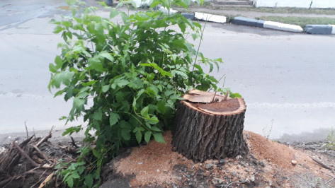 Неизвестные незаконно вырубили 12 деревьев на улице Пешестрелецкой в Воронеже