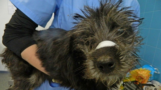 В Воронеже живодеры отрезали собаке уши и хвост