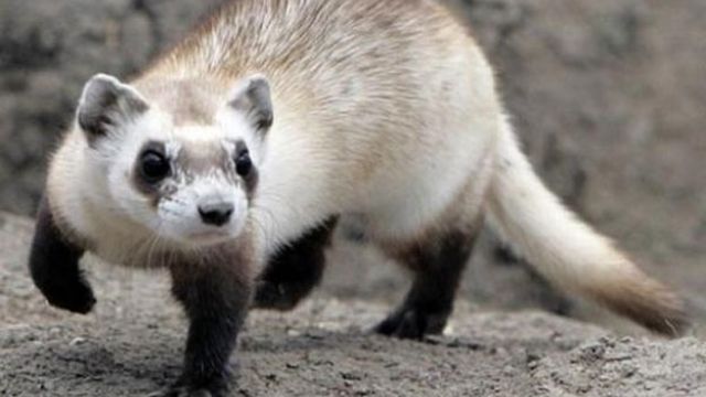 В Хоперском заповеднике впервые за 20 лет появился степной хорь 