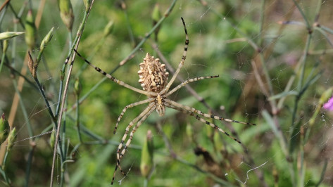В Воронежском заповеднике впервые заметили редкого паука
