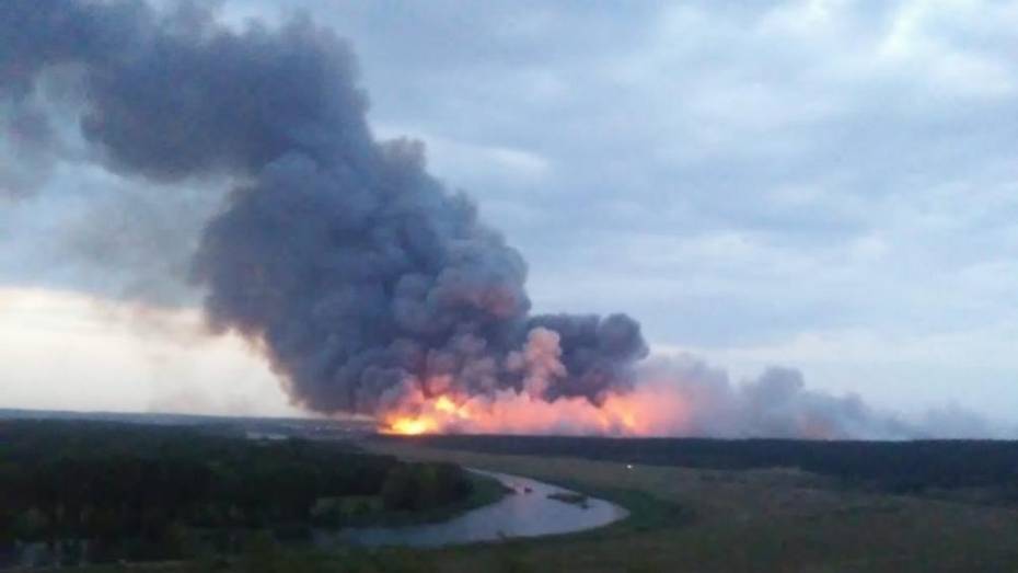 В Воронежской области выгорело 20 га лесного массива