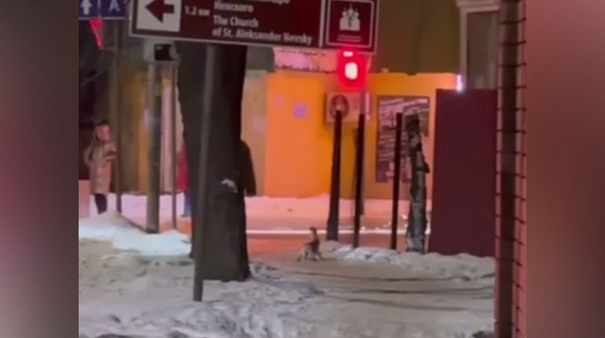В Воронеже на улицах Грамши и Ломоносова заметили зайцев: видео