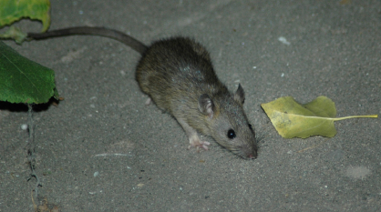 В воронежском микрорайоне Шилово находят дохлых мышей и крыс
