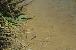 Специалисты Росприроднадзора взяли пробы воды из загрязненных рек в Россоши