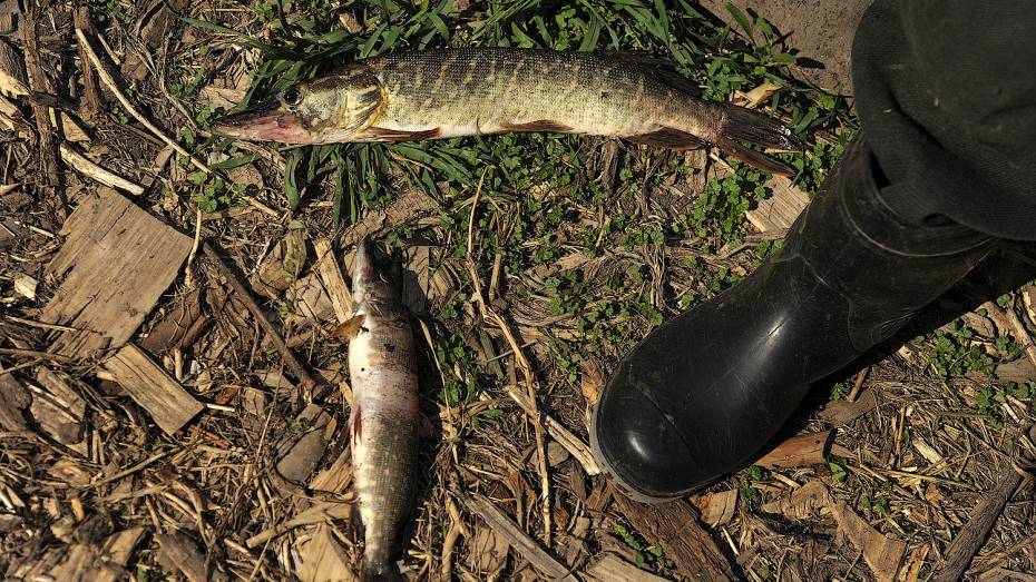 Воронежский браконьер ответит в суде за вылов из водохранилища рыбы на 200 тыс рублей