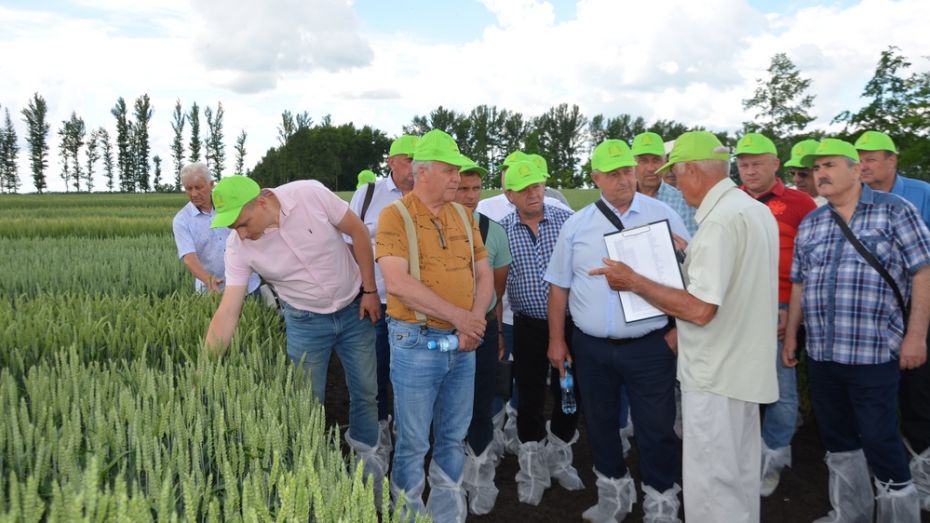 Луганские аграрии готовы приобретать семена воронежского селекционного центра