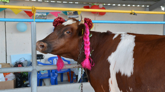 В Воронежской области произвели 750 тыс т молока с начала года