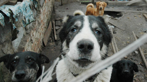 Мэрия Воронежа выберет участок под приют для 500 бездомных животных