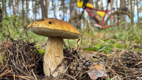 В лесах Воронежской области начался грибной бум