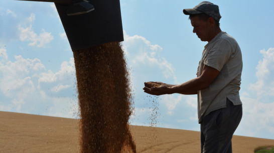 В Нижнедевицком районе началась жатва