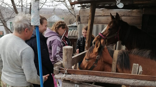 Детям из Донбасса организовали экскурсию на конюшню в Калачеевском районе