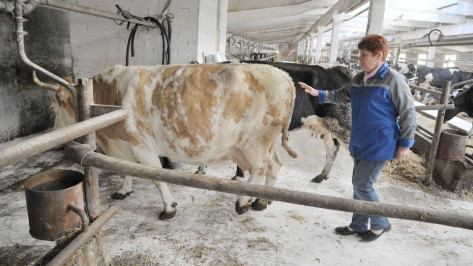 Воронежские аграрии с начала года произвели 302,4 тыс т молока