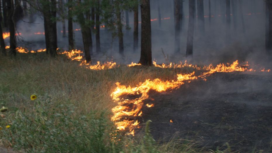 Пожар в лесном массиве на севере Воронежа распространился на 2 га