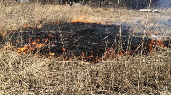 Под Воронежем огонь выжег 30 га сухой травы