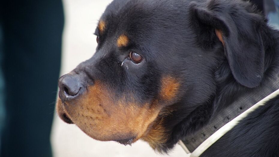 В Воронеже зоозащитники предложили хозяевам нервных собак вешать на поводки желтые ленты