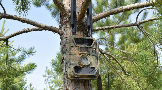 В лесах Борисоглебска установили фотоловушки