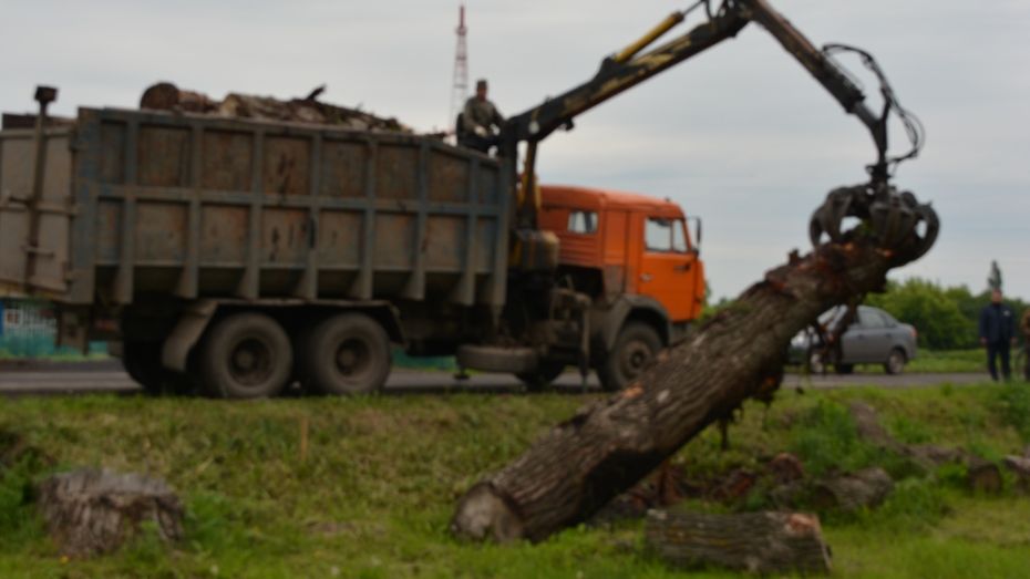 В нижнедевицком селе зону электролинии очистили от древесины