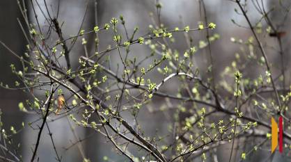 В Воронежской области в конце рабочей недели потеплеет до +17 градусов
