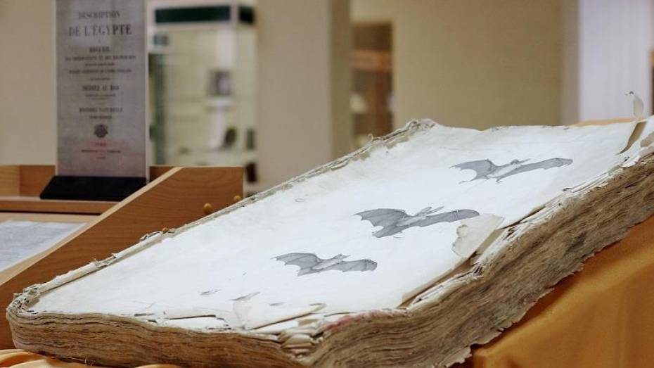 Воронежский музей показал 200-летнюю книгу «Описание Египта» 