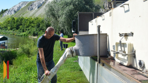 В Воронежской области выпустили в Дон почти 36 тыс мальков стерляди