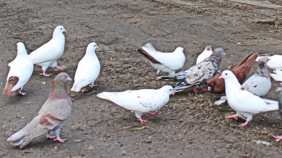 В терновском селе Русаново впервые пройдет выставка-ярмарка голубей