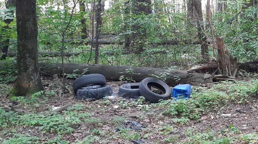 Штрафы за сброс мусора в воронежской Нагорной дубраве составили 3 млн рублей