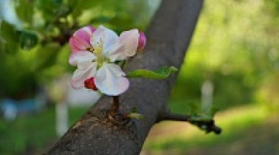 Растением-символом Воронежской области станет яблоня,  дуб или сирень