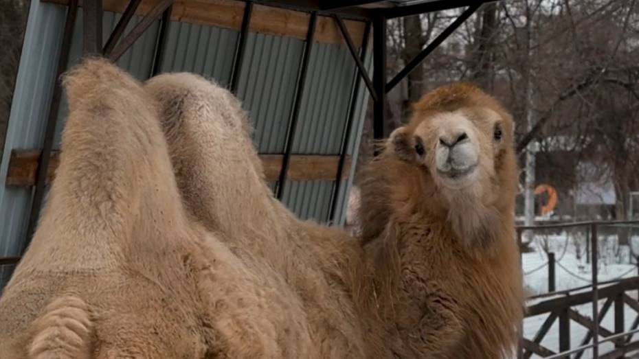 Жителям региона показали, как животные в Воронежском зоопарке переживают холода