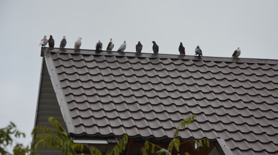В Павловске около 30 породистых голубей бросили на окраине города