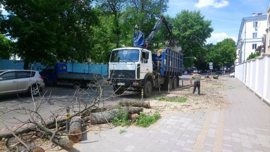 В центре Воронежа вырубят 65 сухостойных деревьев 