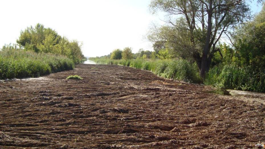 В Воронежской области волонтеры попросили специалистов помочь с очисткой реки Тихая Сосна