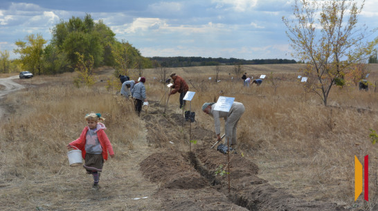 Когда деревья будут большими: как россошанцы возрождают память о земляках-фронтовиках