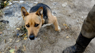 Трехлапый пес Тоша помог собрать для воронежского приюта «Дора» 20 тыс   рублей