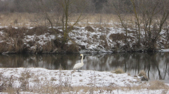 В Нижнедевицком районе на реке Девица зазимовал лебедь