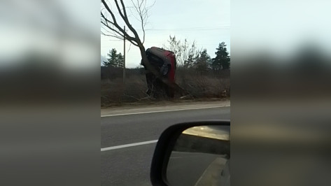 Повисшую на дереве машину сняли на видео в воронежском Шилово
