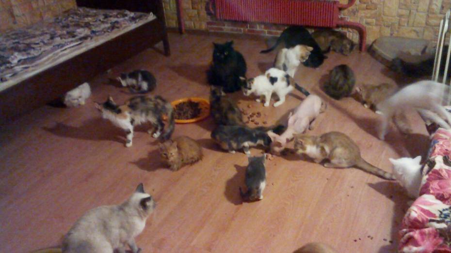 Волонтеры попросили у воронежцев помощи для 100 кошек и собак погибшей в ДТП женщины