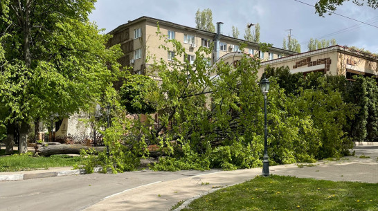 В Воронеже сильный ветер повалил деревья на 3 автомобиля