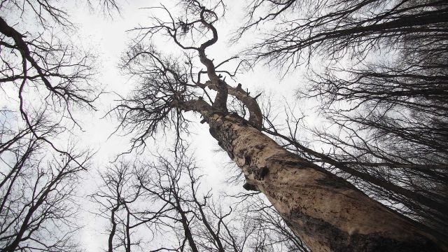 Площадь лесных пожаров уменьшилась в Воронежской области почти втрое в 2021 году