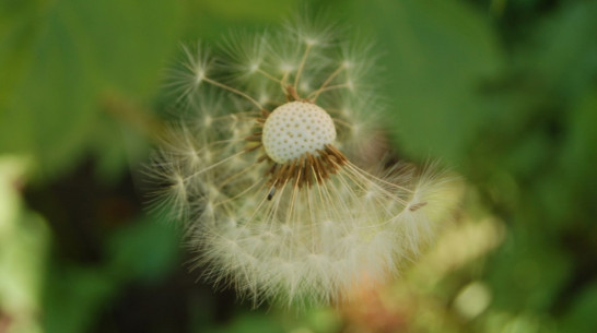 Метеорологи предупредили воронежцев об усилении ветра