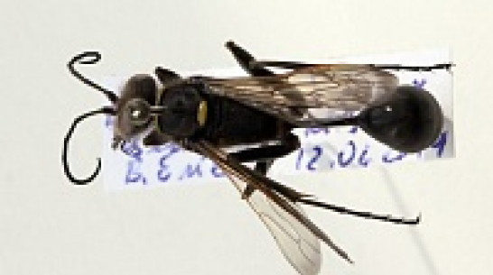 Редчайшие осы мешали жительнице Воронежской области спать ночами