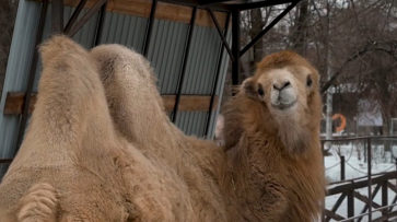 Жителям региона показали, как животные в Воронежском зоопарке переживают холода
