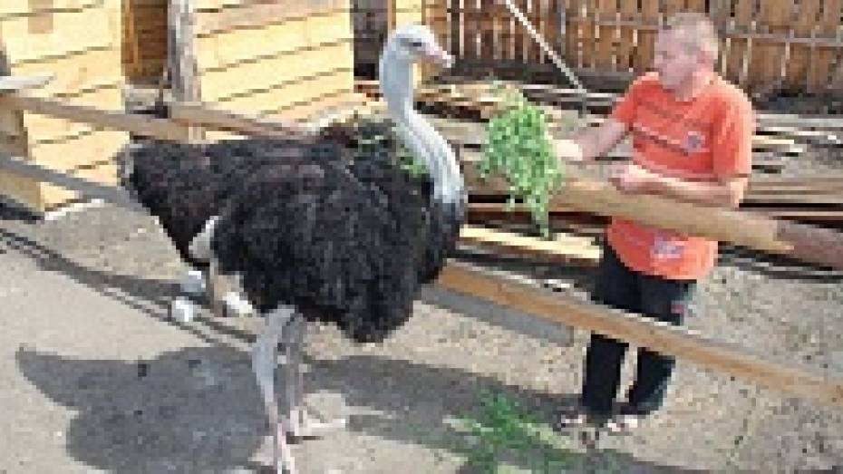 Житель Верхнехавского района разводит страусов на мясо