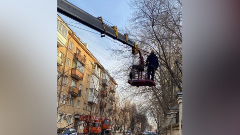Воронежские экологи провели санитарную обрезку деревьев на улицах Фридриха Энгельса и Кирова