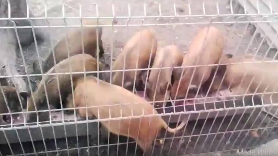 Воронежский зоопарк опубликовал забавное видео с кабанятами