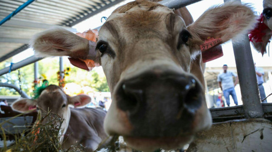 В Воронежской области на развитие АПК в 2019 году выделят более 3 млрд рублей 