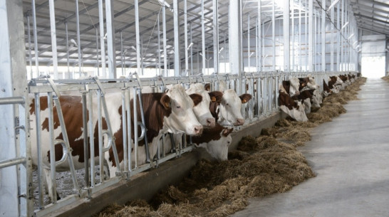 Воронежская область получит 620 млн рублей на животноводческие комплексы