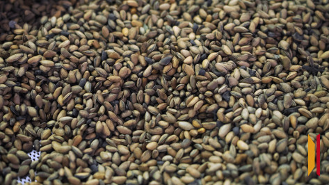 В Воронежской области обнаружили 12 тонн опасных семян из Канады