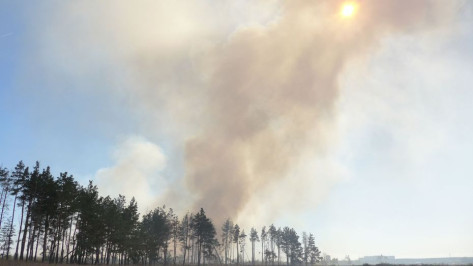 Высокий уровень пожарной опасности установили в 13 районах Воронежской области